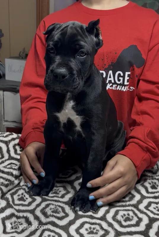 Black green collar – Cane Corso puppy for sale in Clewiston, FL