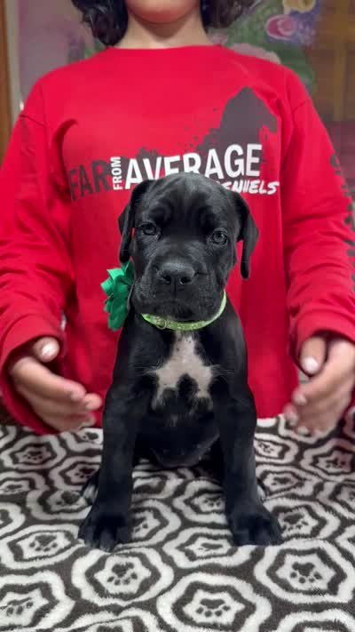 Black green collar ears cropped, a female Cane Corso for sale in Clewiston, FL – 2 of 2