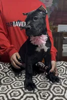Pink collar , a female Cane Corso for sale in Clewiston, FL – 4 of 4