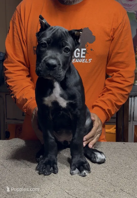 Pink collar  – Cane Corso puppy on hold in Clewiston, FL