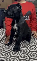 Black green collar, a female Cane Corso for sale in Clewiston, FL – 2 of 5