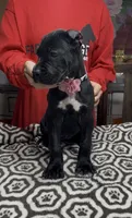 Black pink collar, a female Cane Corso for sale in Clewiston, FL – 3 of 5