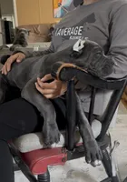 Adora, a female Cane Corso for sale in Clewiston, FL – 3 of 6