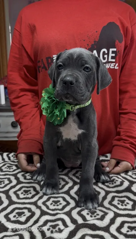 Gray Green collar ears cropped  – Cane Corso puppy for sale in Clewiston, FL