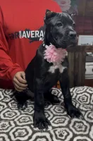 Pink collar , a female Cane Corso for sale in Clewiston, FL – 3 of 4