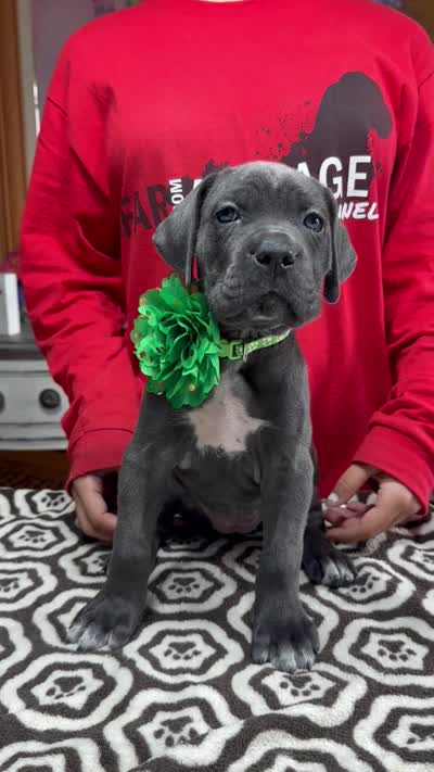 Gray Green collar ears cropped , a female Cane Corso for sale in Clewiston, FL – 2 of 2