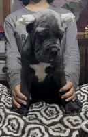 Adora, a female Cane Corso for sale in Clewiston, FL – 4 of 6