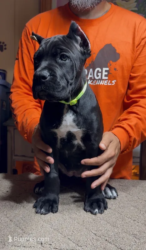 Green collar – Cane Corso puppy for sale in Clewiston, FL