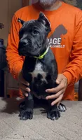 Green collar, a female Cane Corso for sale in Clewiston, FL – 1 of 8