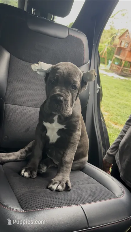 Adora – Cane Corso puppy for sale in Clewiston, FL