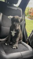 Adora, a female Cane Corso for sale in Clewiston, FL – 1 of 6