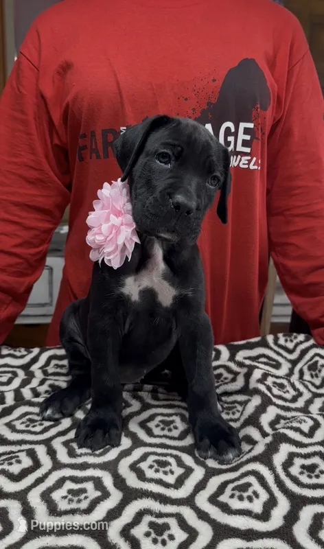 Black pink collar ears cropped  – Cane Corso puppy for sale in Clewiston, FL