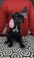 Black pink collar ears cropped , a female Cane Corso for sale in Clewiston, FL – 1 of 2