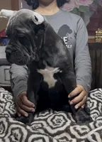 Adora, a female Cane Corso for sale in Clewiston, FL – 6 of 6