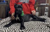 Green collar, a female Cane Corso for sale in Clewiston, FL – 2 of 8