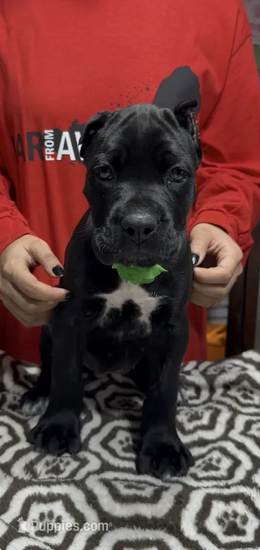 Black green collar ears cropped – Cane Corso puppy for sale in Clewiston, FL