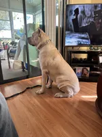 Winter CGC, a female Cane Corso for sale in Clewiston, FL – 2 of 3