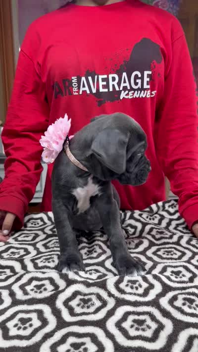 Gray Pink Collar (Ears cropped), a female Cane Corso for sale in Clewiston, FL – 2 of 3
