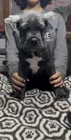 Adora, a female Cane Corso for sale in Clewiston, FL – 5 of 6