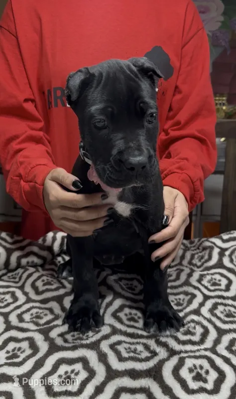 Black pink collar ears cropped  – Cane Corso puppy for sale in Clewiston, FL