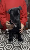 Black pink collar, a female Cane Corso for sale in Clewiston, FL – 2 of 5