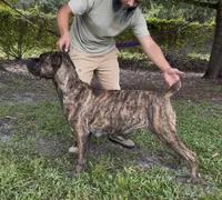 Puppies coming soon!!!, a  Cane Corso for sale in Clewiston, FL – 2 of 2
