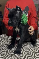 Green collar, a female Cane Corso for sale in Clewiston, FL – 3 of 8