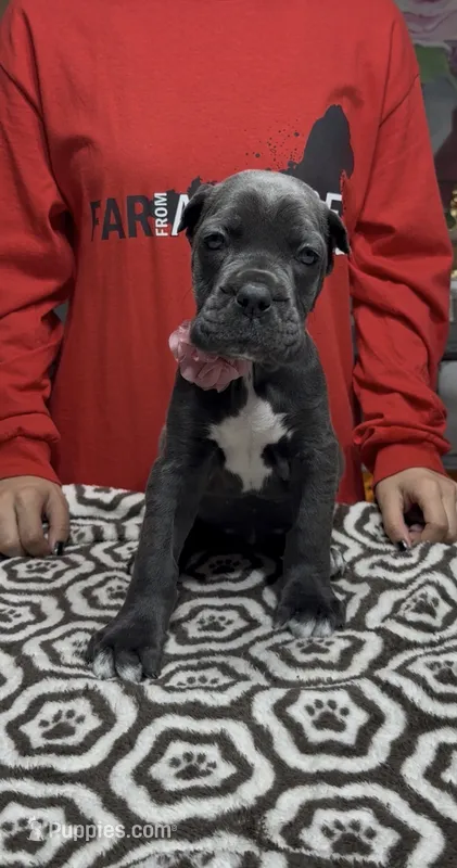 Gray Pink Collar (Ears cropped) – Cane Corso puppy for sale in Clewiston, FL