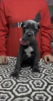 Adora, a female Cane Corso for sale in Clewiston, FL – 3 of 7