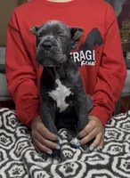 Adora, a female Cane Corso for sale in Clewiston, FL – 2 of 7