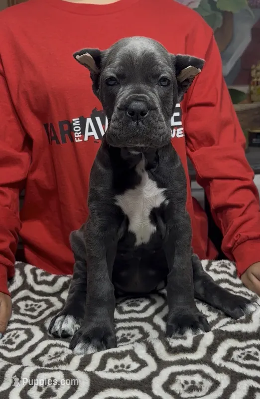 Adora – Cane Corso puppy for sale in Clewiston, FL