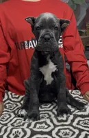 Adora, a female Cane Corso for sale in Clewiston, FL – 1 of 7