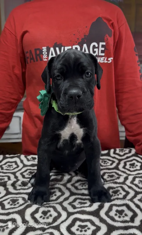 Black green collar ears cropped – Cane Corso puppy for sale in Clewiston, FL
