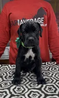 Black green collar ears cropped, a female Cane Corso for sale in Clewiston, FL – 1 of 2