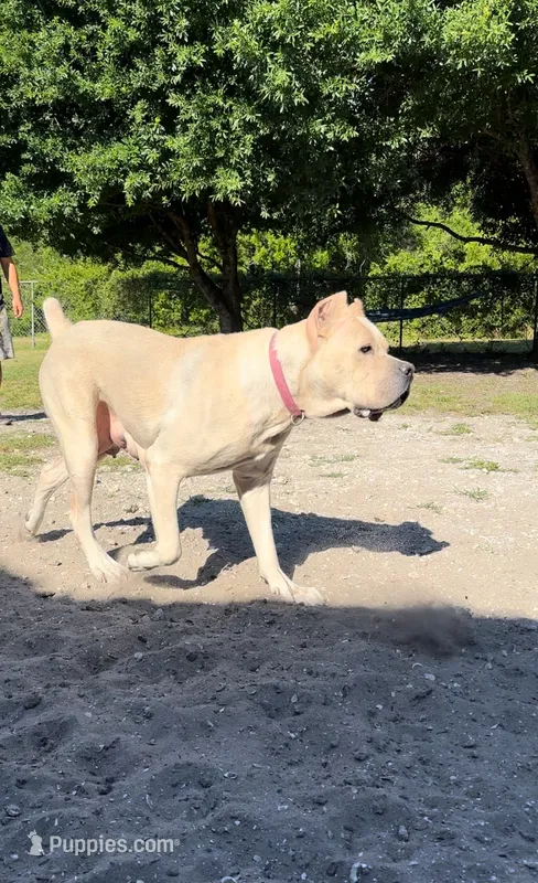 Winter CGC – Cane Corso puppy for sale in Clewiston, FL