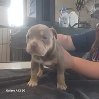 American Bully, a female American Bully for sale in Cambridge, IL – 1 of 2