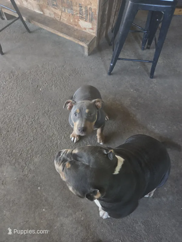 American bully – American Bully puppy for sale in Cambridge, IL