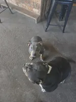 American bully, a male American Bully for sale in Cambridge, IL – 1 of 3