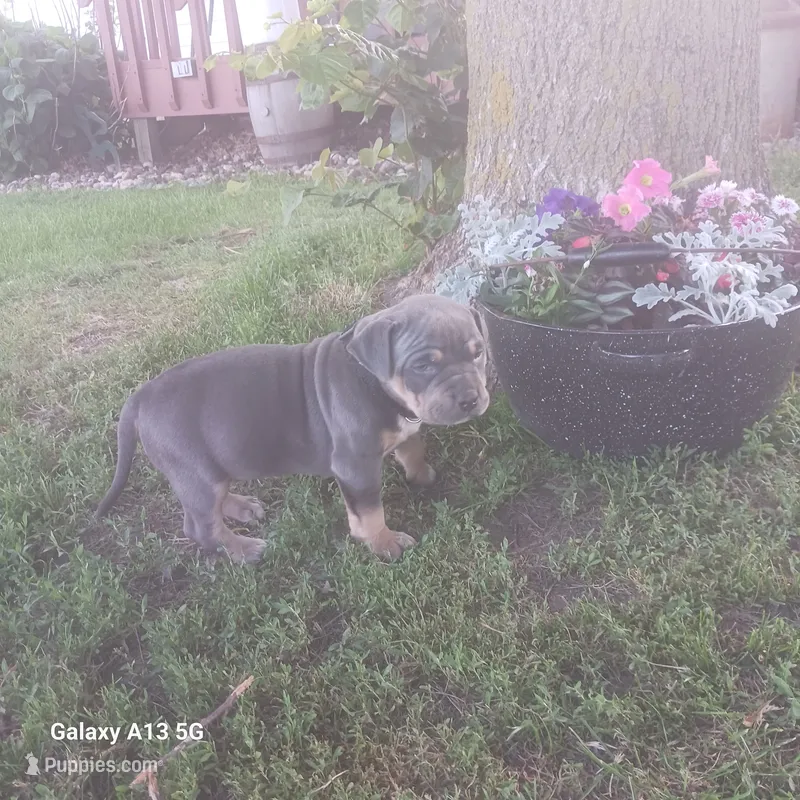 American Bully – American Bully puppy for sale in Cambridge, IL