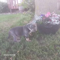American Bully, a female American Bully for sale in Cambridge, IL – 1 of 4