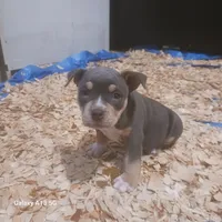 American Bully, a female American Bully for sale in Cambridge, IL – 2 of 4