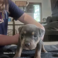 American bully , a male American Bully for sale in Cambridge, IL – 1 of 3