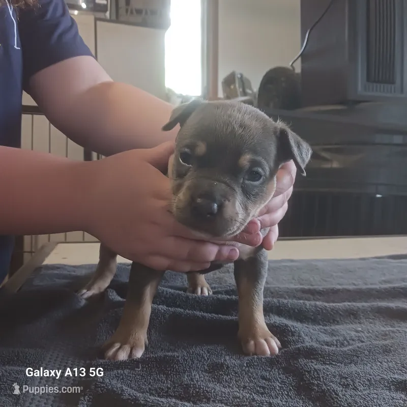American Bully – American Bully puppy for sale in Cambridge, IL