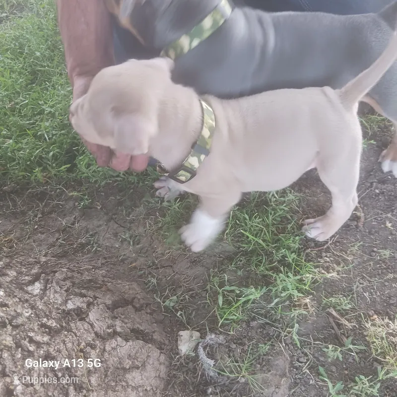 American Bully – American Bully puppy for sale in Cambridge, IL