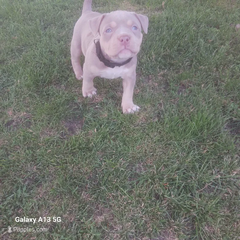 American Bully – American Bully puppy for sale in Cambridge, IL