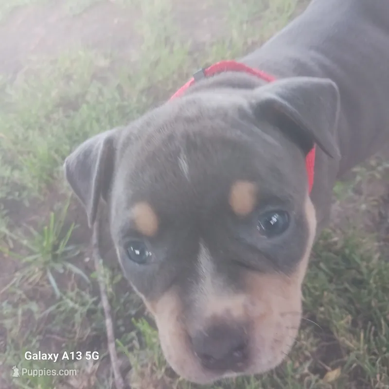 American Bully – American Bully puppy for sale in Cambridge, IL