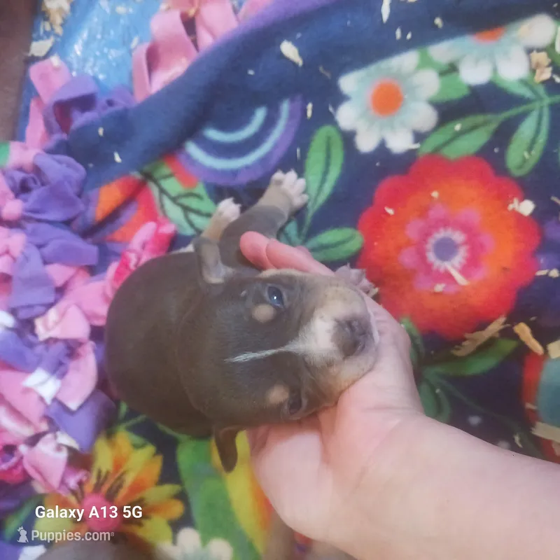 American Bully – American Bully puppy for sale in Cambridge, IL