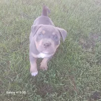 American bully , a male American Bully for sale in Cambridge, IL – 4 of 5