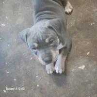 American Bully, a female American Bully for sale in Cambridge, IL – 2 of 4