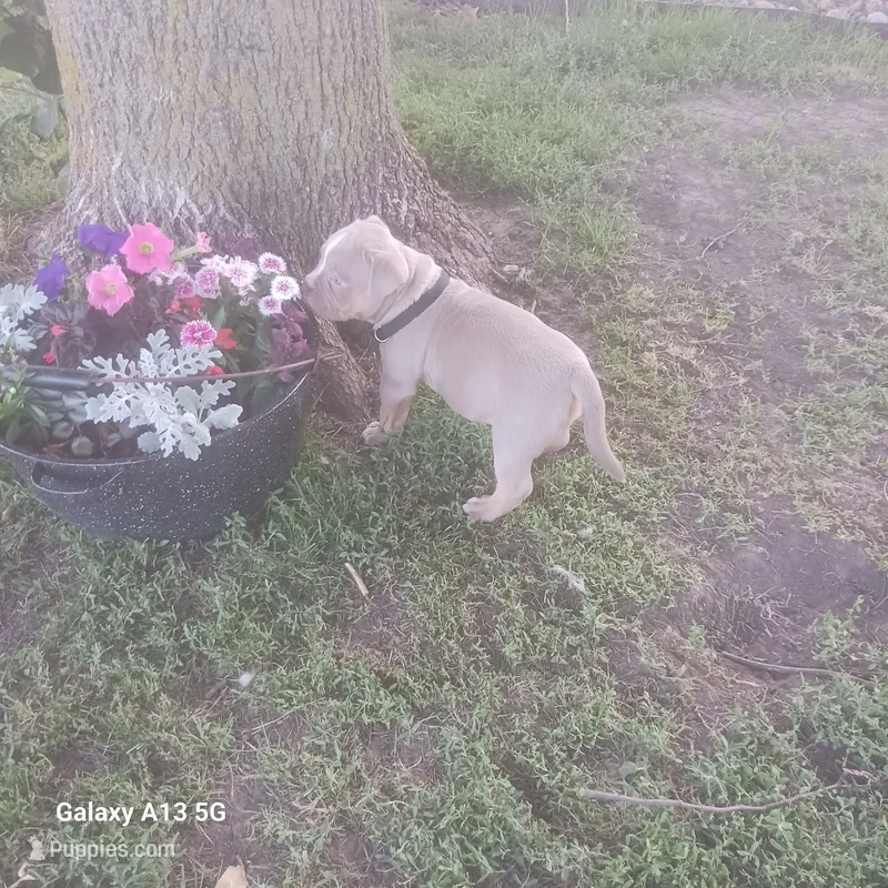 American Bully – American Bully puppy for sale in Cambridge, IL